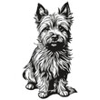 Cairn Terrier dog pencil hand drawing vector, outline illustration pet face logo black and white sketch drawing