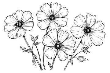 isolated cosmea vector illustration element. black and white engraving style ink art.