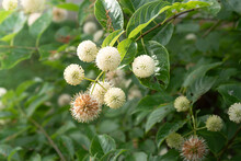 Buttonbush Blooms Surrounded By Green Leaves.  Cephalanthus Occidentalis.