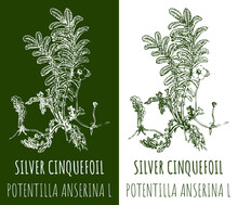 Drawing SILVER CINQUEFOIL. Hand Drawn Illustration. The Latin Name Is Otentilla Anserina L.
