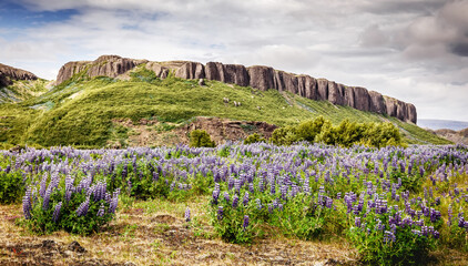 Fototapete - Wonderful nature of Iceland during sunset. Icelandic violet blooming flowers (Lupins) in scenic view with mountains on background. typical image of Iceland