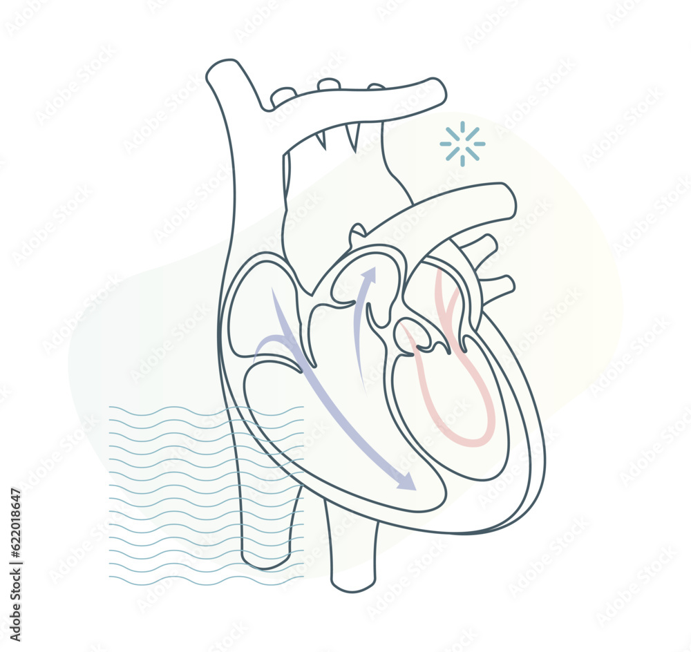 Human Heart Cross Section - Stock Illustration Stock Vector | Adobe Stock