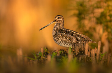 Wall Mural - Common Snipe (Gallinago gallinago)