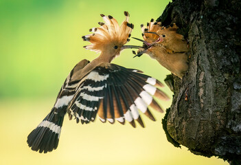 Poster - Eurasian hoopoe bird feeding juvenile ( Upupa epops )