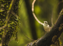 Bird Eating A Moth While Climbing The Branches Of A Mossy Tree.