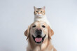 Dog with cat on top of its head. White Background. Generative AI