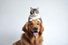 Dog With Cat On Top Of Its Head. White Background. Generative AI