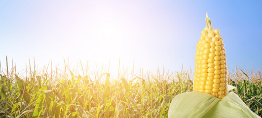 View of corn field on summer day