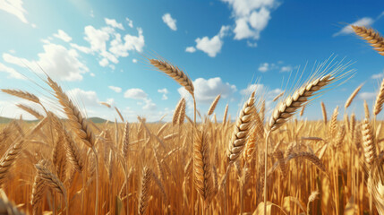 Wall Mural - wheat field and sky