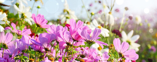 Wall Mural - Beautiful flower meadow with cosmos flowers in pink and white - field of flowers in summer - enjoy holidays in the garden