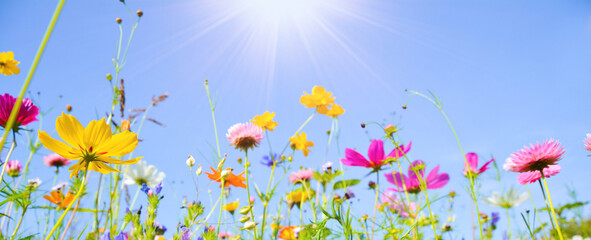 Wall Mural - Beautiful flower meadow with wildflowers in the sun and blue sky - A glorious day