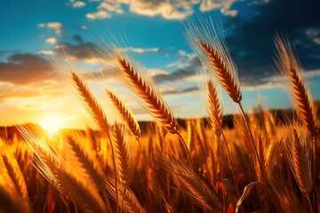 Golden ears of harvest wheat in the setting sun against the sky. Harvest season of grain crops. grain deal. Agricultural fields. AI generation