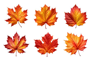 Wall Mural - Collection of autumn leaves isolated on transparent background