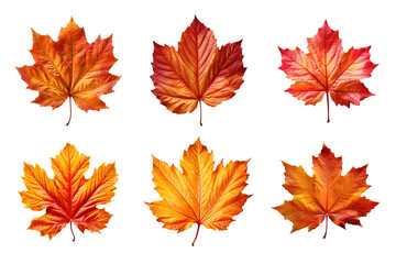 Wall Mural - Collection of autumn leaves isolated on transparent background