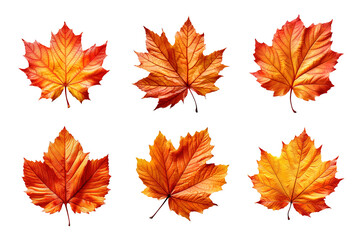 collection of autumn leaves isolated on transparent background
