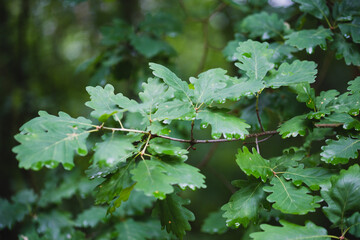 Sticker - green fresh oak leaves background in forest