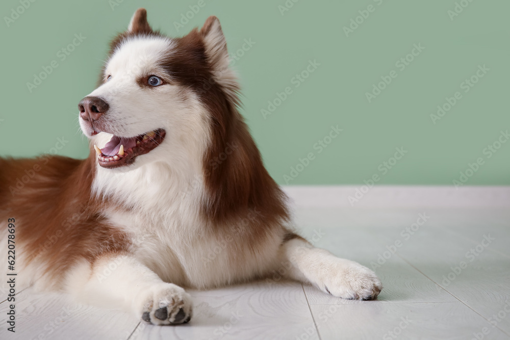 Cute Husky dog lying in floor in room, closeup