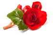 Red Begonia flower