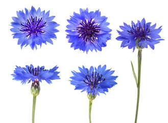 Wall Mural - Blue cornflower set