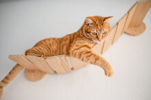 Cute Cat Sitting On Wooden Wall Furniture