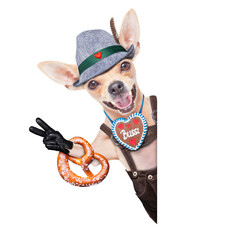 Wall Mural - bavarian german chihuahua  dog with  gingerbread and pretzel, isolated on white background , ready for the beer celebration festival in munich