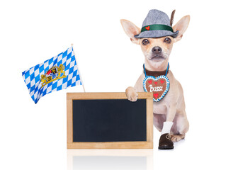 Wall Mural - bavarian german chihuahua dog with  gingerbread and hat, with blackboard or placard banner ,  isolated on white background , ready for the beer celebration festival in munich