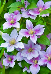 Canvas Print - Purple clematis flowers on a natural background