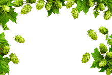 Frame Of Fresh Hops On Transparent Background With Copy Space For Text