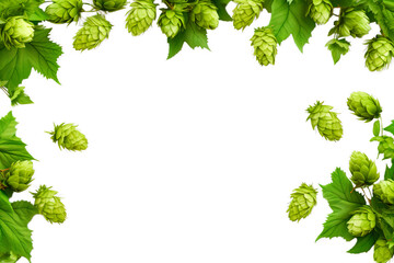 Frame of fresh hops on transparent background with copy space for text