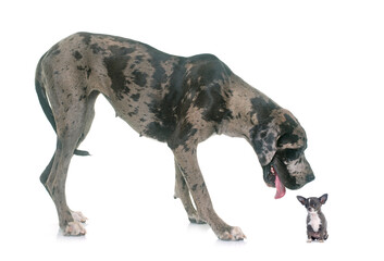 Great Dane and puppy chihuahua in front of white background