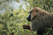 Baboon seen on safari in Akagera National Park, Rwanda, Africa. March 2023. 