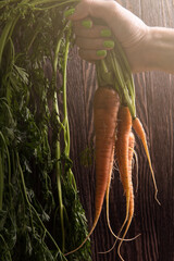 Canvas Print - Freshly grown carrots on wooden table