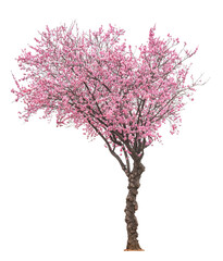 Poster - blossoming pink sacura tree isolated on white background