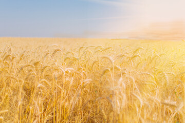 Wall Mural - Ripe rye in a field on a summer evening photographed with  the aperture open