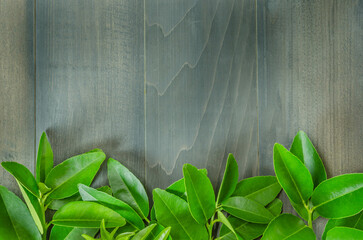 Wall Mural - top view of wooden background with green leaves