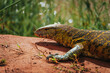 Nile Monitor Lizard in Akagera National Park, Rwanda 