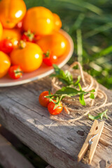 Canvas Print - harvest of tomatoes on plate in a garden with flowers