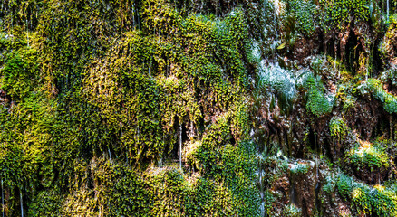 Sticker - Wallpaper, view of a green plant covering waterfall, soaked with water, dripping. Horizontal image.