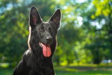 Portrait Of Smart Black German Dog On Walk In Park On Blurred Green Tree Joyfully Stuck Out His Tongue From Summer Heat Police, Guide Dog, Bloodhound Outdoor Training Sleek Pet With Non-standard Color