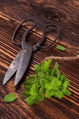 Sticker - Aromatic culinary herbs, fresh mint herb on wooden rustic background with old vintage scissors.