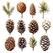 Watercolor Pine Cones Set. Hand Painted Pine Branch With Cones Isolated On White Background. Generative Ai