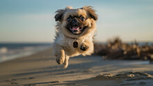 Close Up Photo Of A Pekingese Dog Jumping To The Beach.