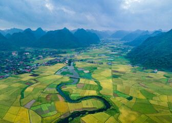 ripen rice fields in bac son valley, vietnam