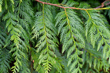 a close up image of a branch on a western red cedar tree.