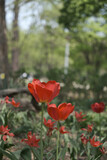 Fototapeta Tulipany - a picture of tulips in Korea