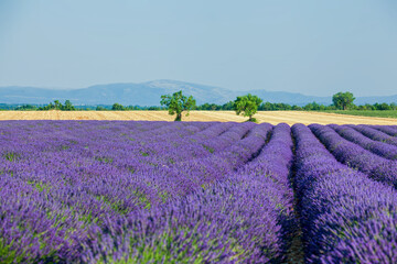 Sticker - Lavanda fields of the French Provence near Valensole