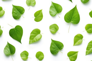 Wall Mural - green leaves on white background