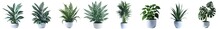 8 Kind Of Home Decor Plants In White Ceramic Pots Isolated On Transparent Background. 3D Rendering.