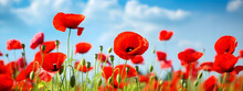 Flower Meadow Field Background Banner Panorama - Beautiful Flowers Of Poppies Poppy Papaver Rhoeas In Nature, Close-up. Natural Spring Summer Landscape With Red Poppies And Blue Sky