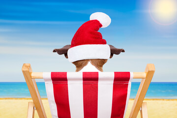 Wall Mural - jack russell dog relaxing on a fancy red  hammock  with santa hat for christmas holidays